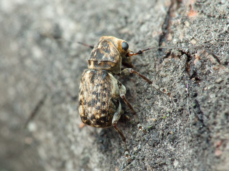 Exechesops foliatus Frieser & R., 1995